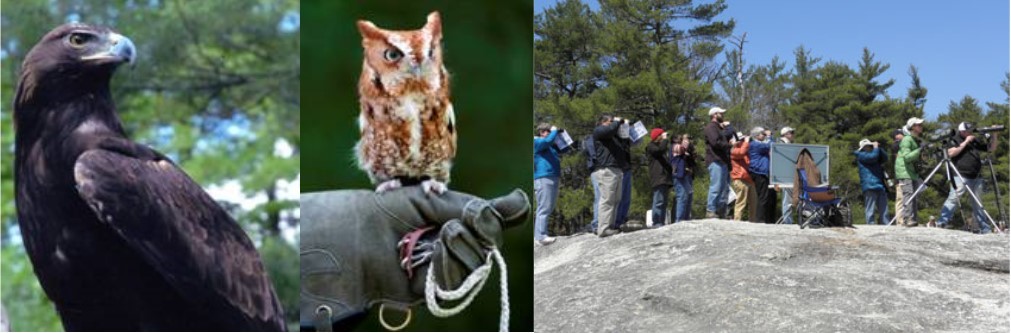 Montage of a golden eagle, an owl on handlers glove, and a group of birders hawk watching on Bradbury Mt.