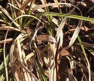 Green blades of grass pushing up through last year's brown matted meadow grass.
