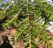 Hemlock branch with needles (leaves).