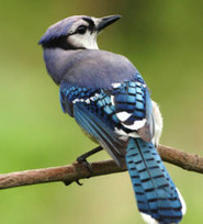 Blue Jay