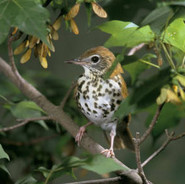 Wood Thrush on a twig surrounded by leaves.