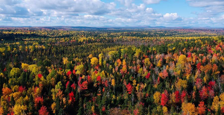 Ariel shot of a Maine Forest in autumn colors of blazing golds, reds, and oranges mixed with green.