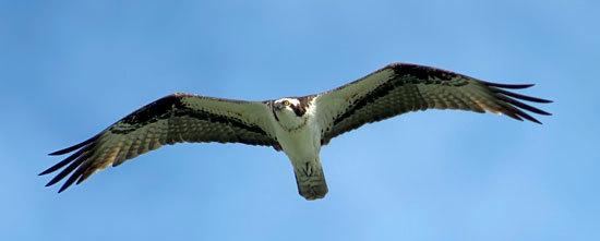 Osprey in flight overhead by Jeff Bouton with Kowa digiscope.