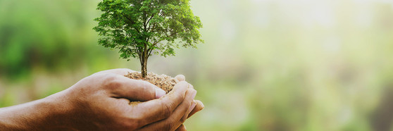 USDA Invasive Plants