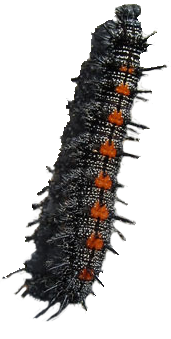 Mourning Cloak larvae (caterpillar). Black with tiny white spots, black spines, and large orange spot on back of each segment. 