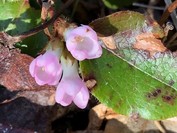 Trailing arbutus with pink flowers rather than white.