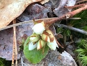 Trailing Arbutus buds.