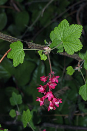 A member of the genus Ribes, a currant plant, one of several species in this genus which can serve as the primary host for white pine blister rust.