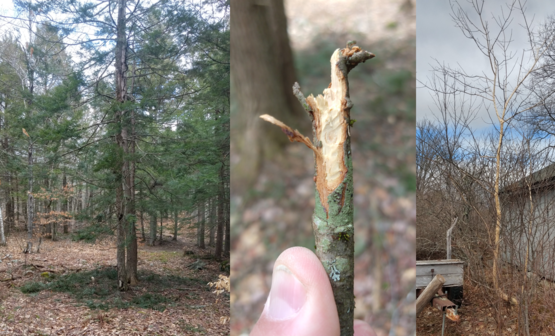 Examples of mammal damage: porcupine damageon hemlock ;porcupine teeth marks; bark chewed off a boxelder by squirrels