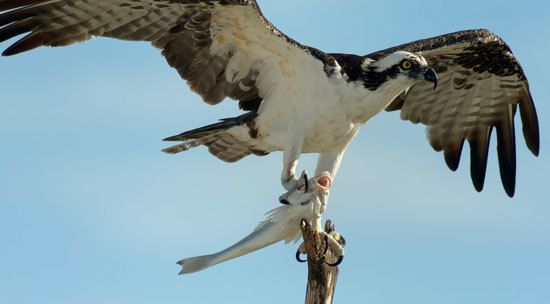 Osprey with fish in talons.