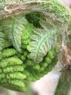 Close-up of fern frond unfurling. Jocelyn Hubbell photo.