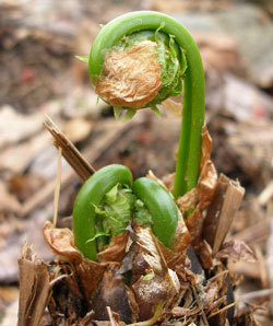 The edible Ostrich Fern fiddlehead emerging. David Fuller, U-Maine Extension, photo.