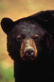 Black bear photo courtesy of the U.S. Fish and Wildlife Service