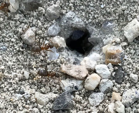 Two ants on working in their sand and pebble hill.