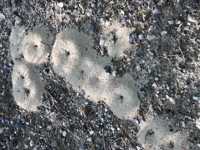 Colony of ant hills.