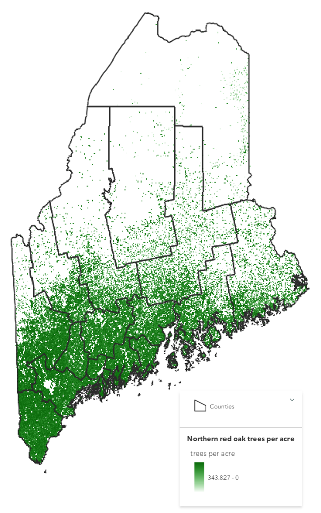 oak in maine