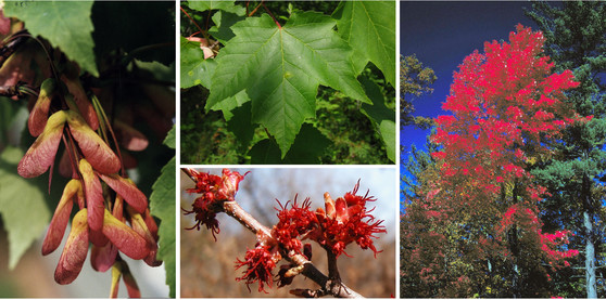 red maple
