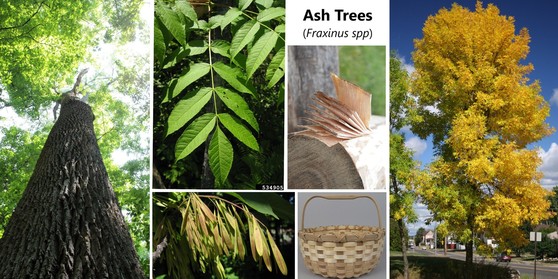 ash trees