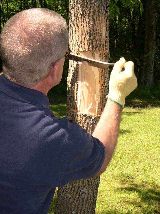 Peeling bark to girdle ash tree