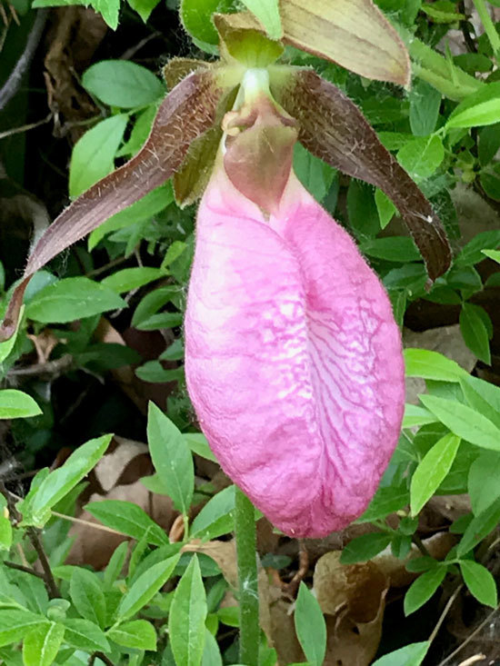 Close-up of Pink Lady's Slipper blossom (Cypripedium acaule).
