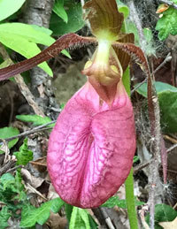 Close-up of a mauve Pink Lady's Slipper.