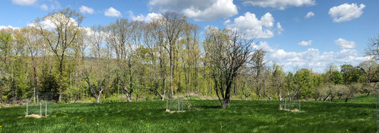 Apple orchard on Hebron Public Land showing old established trees and young plantings in fencing surrounds.