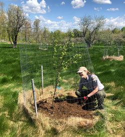 BPL staff inspecting condition of young apple tree at Hebron Public Land, Maine.