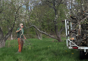 Hebron orchard tree work. Removal of limbs.