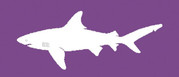 Shark Flag graphic showing white shark on purple background.