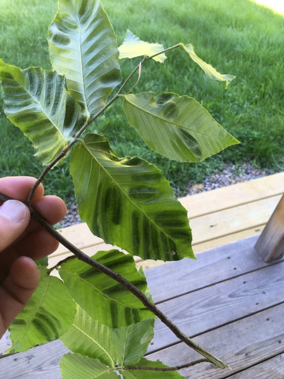 Beech leaf disease symptoms, Waldo Co., ME