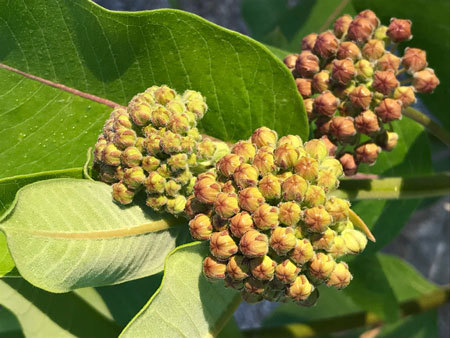Milkweed flower buds tightly closed; green with pink and seen with leaves in background.
