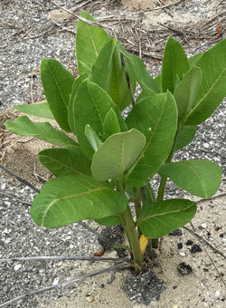 Milkweed plant growing through pavement and gravel.