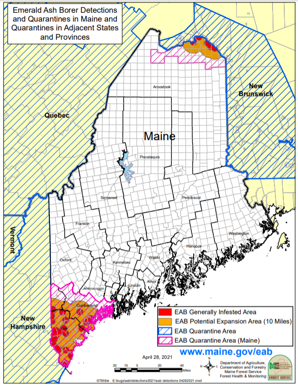 Emerald ash borer quarantine in Maine 2021