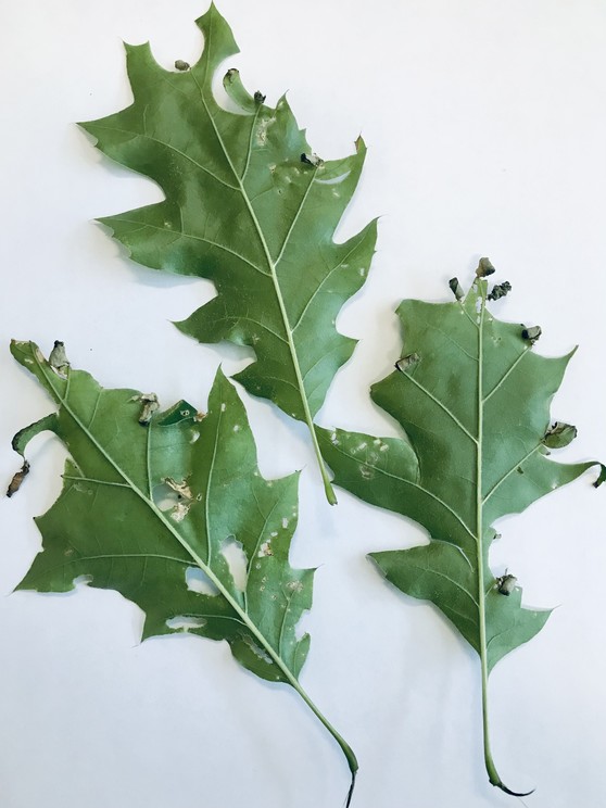 Leaves damaged by the oak leafrolling weevil