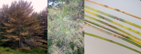 White pine needle damage and decline