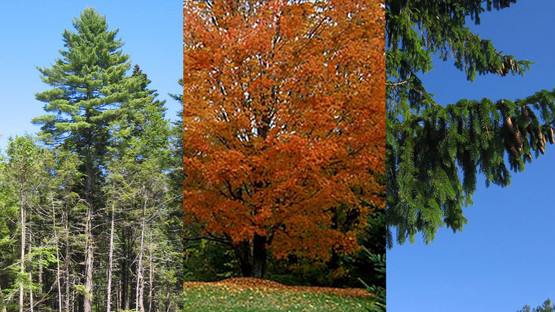 Maine Can Koozie - State With Trees