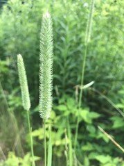 Grass in a meadow - either meadow foxtail or a timothy.