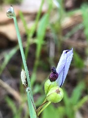 Blue-eyed grass; not a grass but a member of the iris family. (Sisyrinchium sp.)