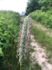 Grass: is it a meadow foxtail or a timothy in bloom?