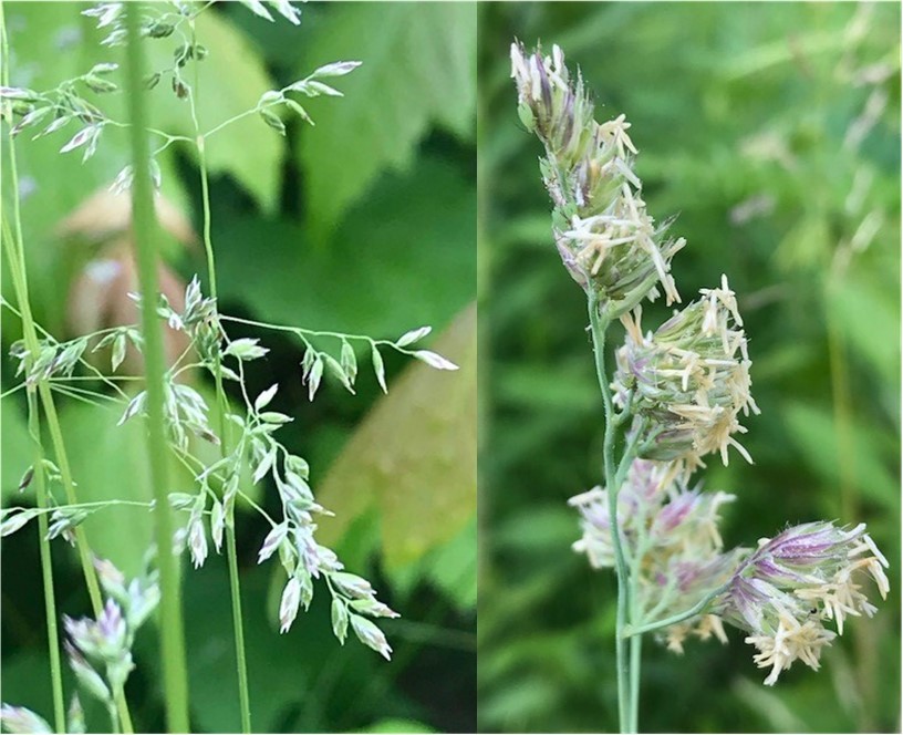 Two different grasses side by side to show diversity: one with loose spray of a seed head; the other one-sided like an orchard grass.