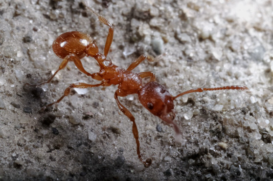European fire ant
