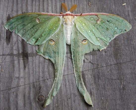 Luna moth photo by Tim Healy at Grafton Notch State Park, Maine.