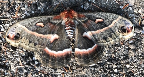 Promethea silkmoth photographed in Maine by Jocelyn Hubbell.