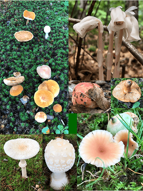 Montage of mushrooms in Maine plus one imposter: the Ghost Pipe, which people may think is a mushroom but is not.