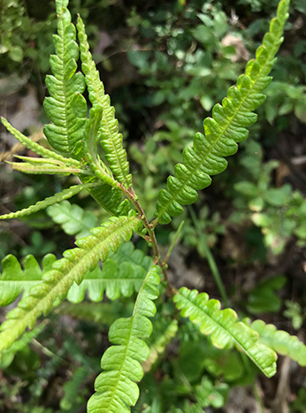 Leaf detail of sweetfern showing how leaves look like fern pinnules.