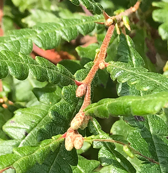 Sweetfern detail showing closeup of leaves  and stems.