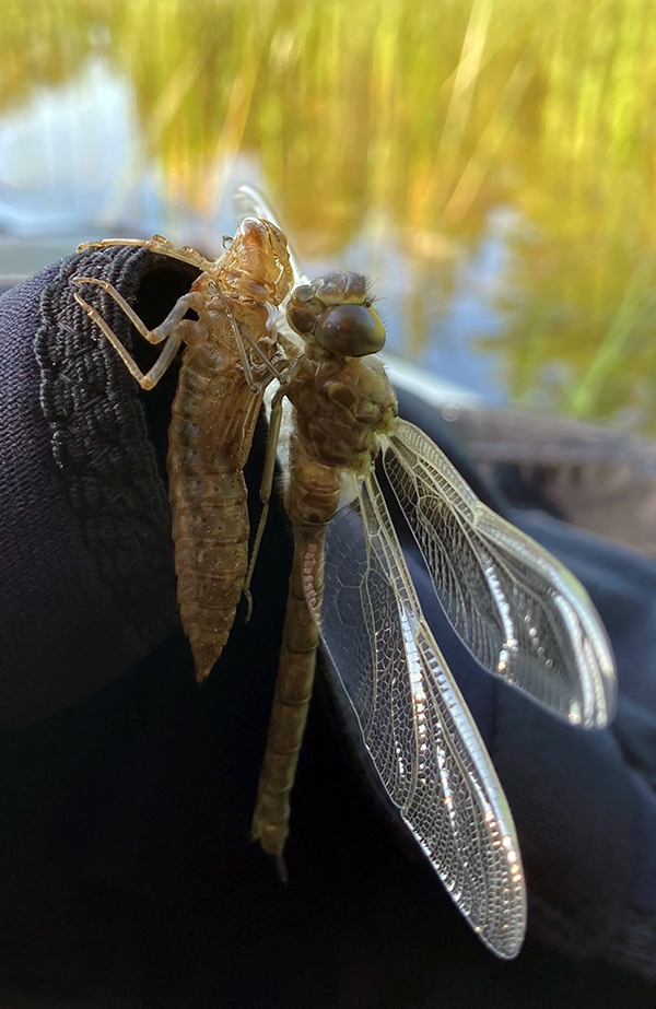 Dragonfly freshly molted and next to discarded skin.