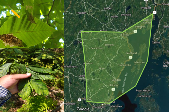 Beech Leaf Disease Photo and Range Map