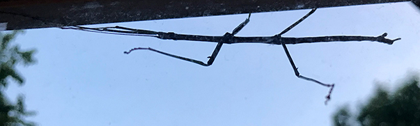 Walkingstick clinging to the outside of a window; sky and trees in background.