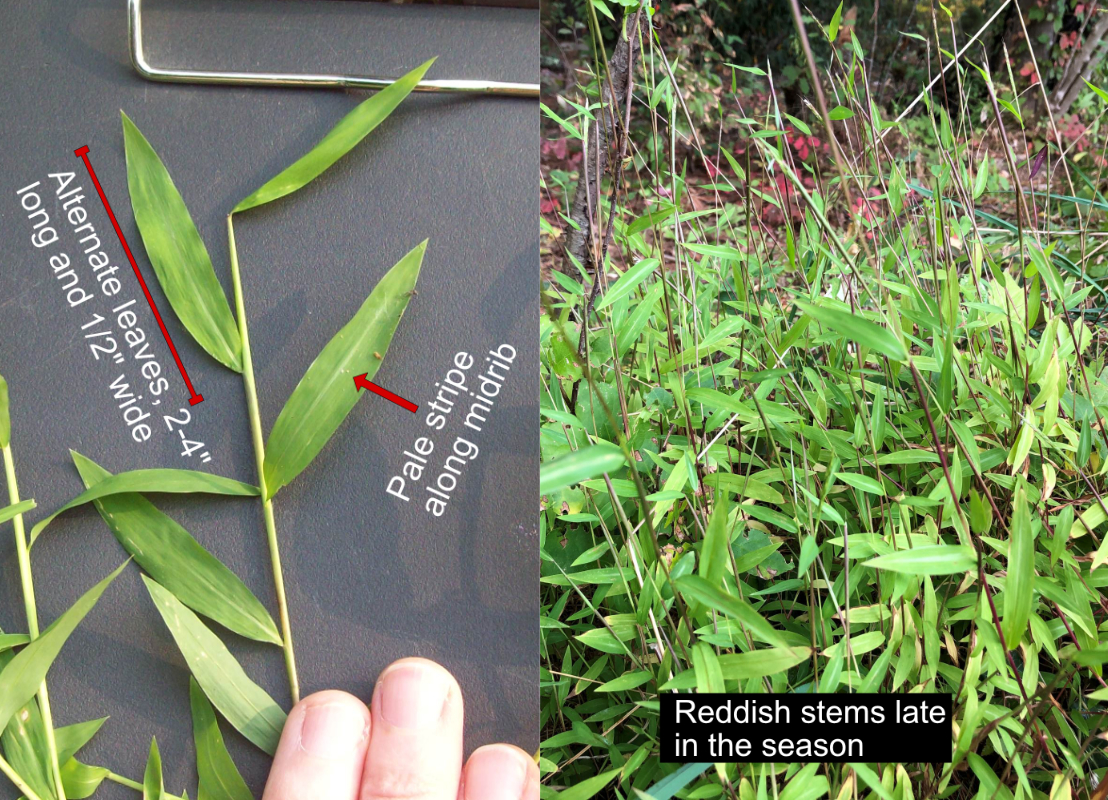 Stiltgrass identification characteristics